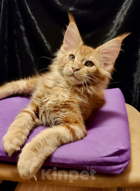 Кошки в Санкт-Петербурге: Очаровательный харизматичный рыжик Мальчик, 55 000 руб. - фото 1