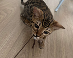 Кошки в Москве: Бенгальский котенок Мальчик, 19 000 руб. - фото 4