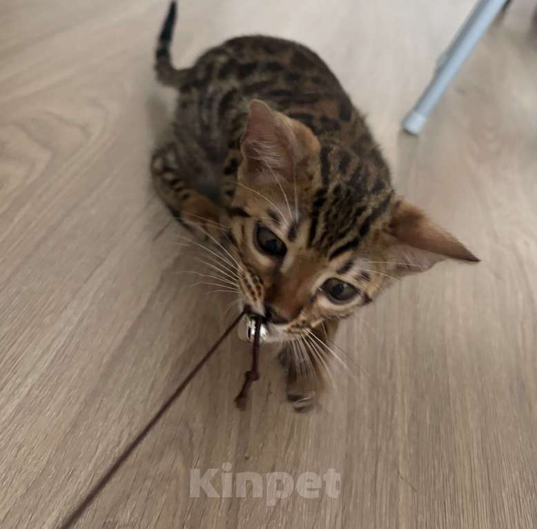 Кошки в Москве: Бенгальский котенок Мальчик, 19 000 руб. - фото 4