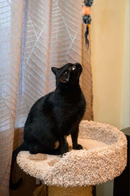 Кошки в Москве: Черная кошечка в добрые руки Девочка, Бесплатно - фото 3