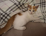 Кошки в Химках: Котенок мальчик 1 месяц Мальчик, Бесплатно - фото 8