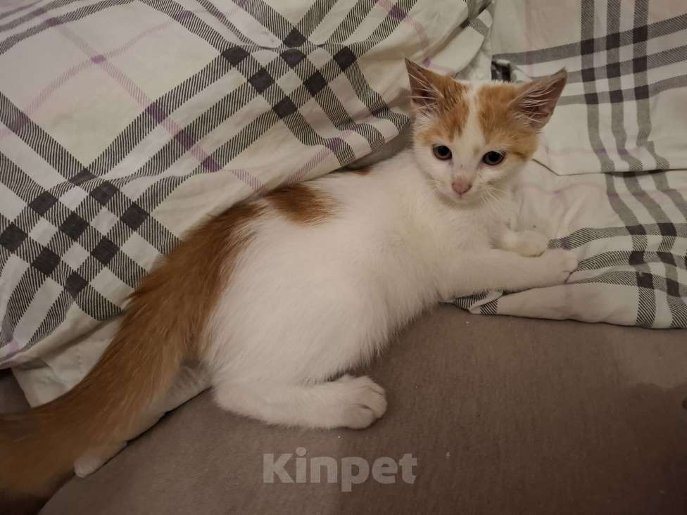 Кошки в Химках: Котенок мальчик 1 месяц Мальчик, Бесплатно - фото 8