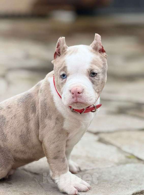 Собаки в других городах Московской области: Американский булли Мерле  Девочка, 150 000 руб. - фото 1