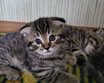 Кошки в Москве: Шотландские котята  Мальчик, 10 000 руб. - фото 5
