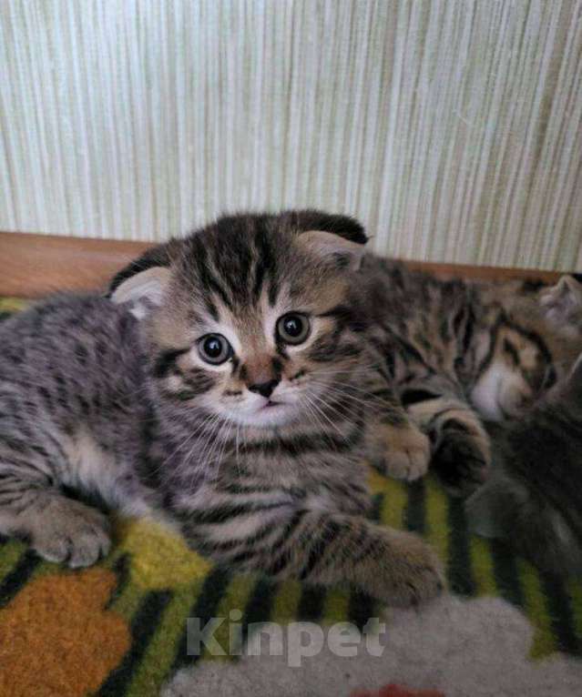 Кошки в Москве: Шотландские котята  Мальчик, 10 000 руб. - фото 5
