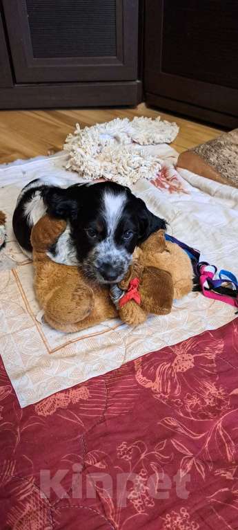 Собаки в Москве: Малыши Мальчик, 70 000 руб. - фото 1