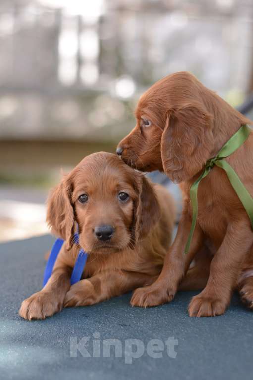 Собаки в Симферополе:  Ирландский красный сеттер Мальчик, Бесплатно - фото 6