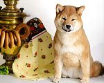 Собаки в Перми: Сиба ину девочка РКФ идеальный компаньон порода Девочка, 75 000 руб. - фото 3