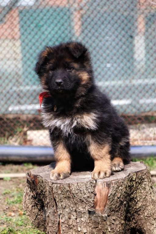 Собаки в Таганроге: Девочка немецкой овчарки Девочка, Бесплатно - фото 1