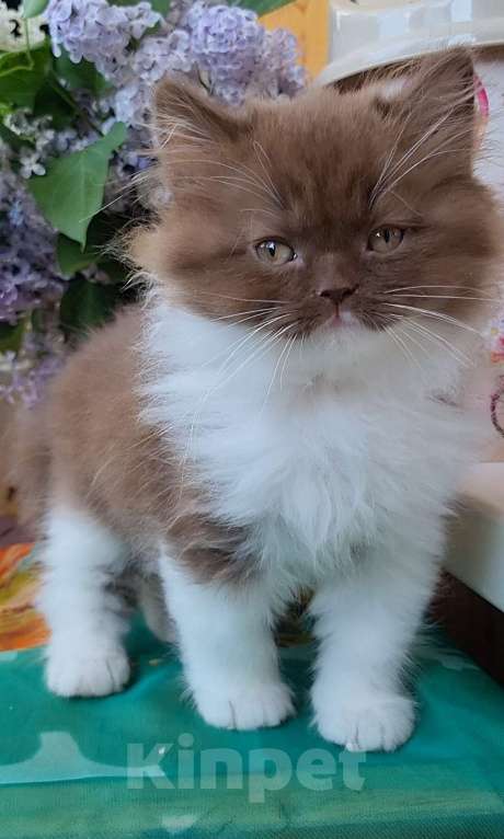 Кошки в Екатеринбурге: Британский длинношёрстный котик нарядного окраса биколор шоколад Мальчик, Бесплатно - фото 3