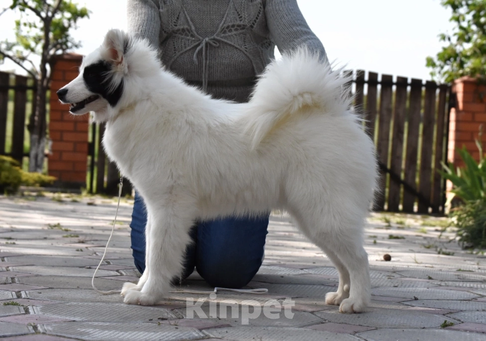 Собаки в Москве: Ненецкая оленегонная лайка, сука Хайят. Девочка, 60 000 руб. - фото 3