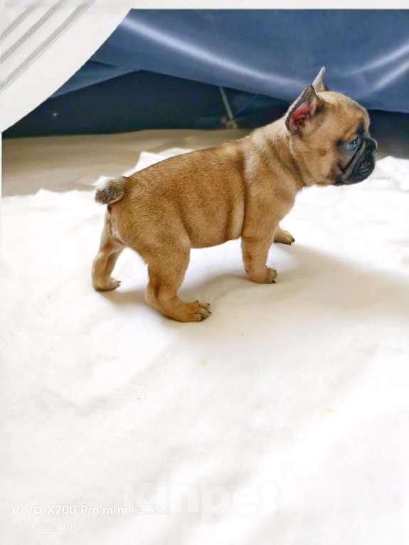 Собаки в Санкт-Петербурге: Французский бульдог  Девочка, 45 000 руб. - фото 2