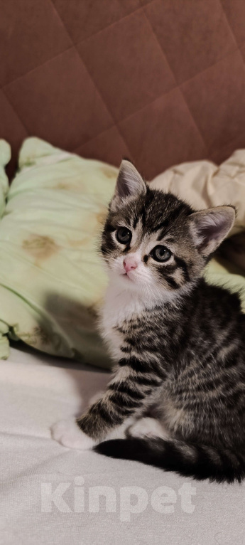 Кошки в Химках: Кот) Мальчик, 1 500 руб. - фото 3