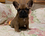 Собаки в Санкт-Петербурге: Отличный мальчик французского бульдога Мальчик, 40 000 руб. - фото 1