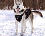 Собаки в Солнечногорске: Активный, добрый и очень ласковый пёс с приюта Мальчик, Бесплатно - фото 6