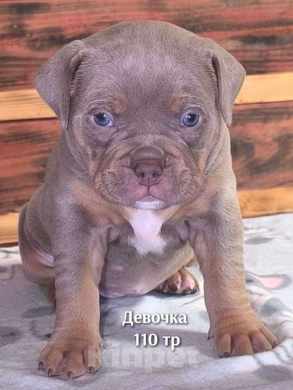 Собаки в Черногорске: Девочка Девочка, 110 000 руб. - фото 3
