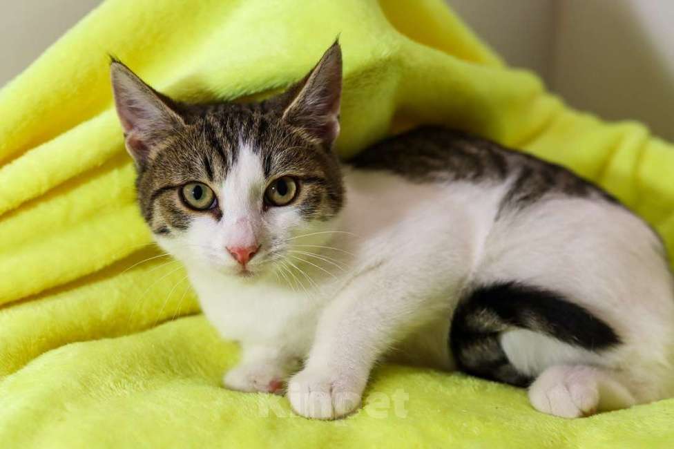 Кошки в Москве: Добрый ласковый котеночек Степочка Мальчик, Бесплатно - фото 4