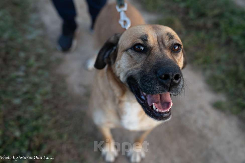 Собаки в Москве: Метис боксера в добрые руки  Девочка, Бесплатно - фото 7