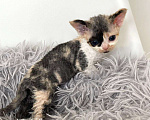 Кошки в Новосибирске: Девон Рекс, котята Девочка, 124 000 руб. - фото 2
