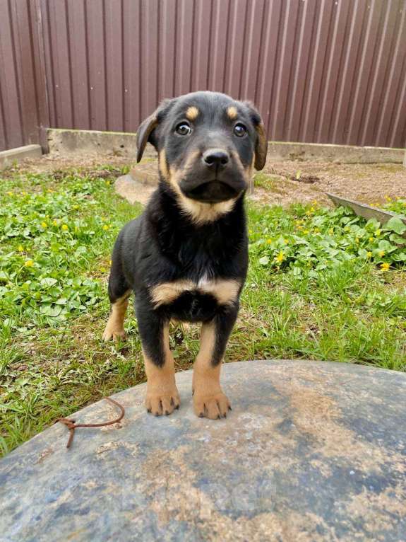Собаки в Москве: Щенки девочки в добрые руки Девочка, Бесплатно - фото 7