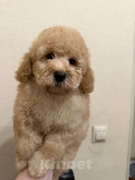 Собаки в Москве: той пудель мальчик Мальчик, 30 000 руб. - фото 6