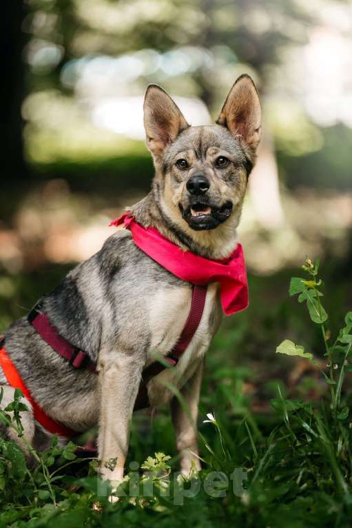 Собаки в Москве: Чудесная Булка в добрые руки Девочка, Бесплатно - фото 2