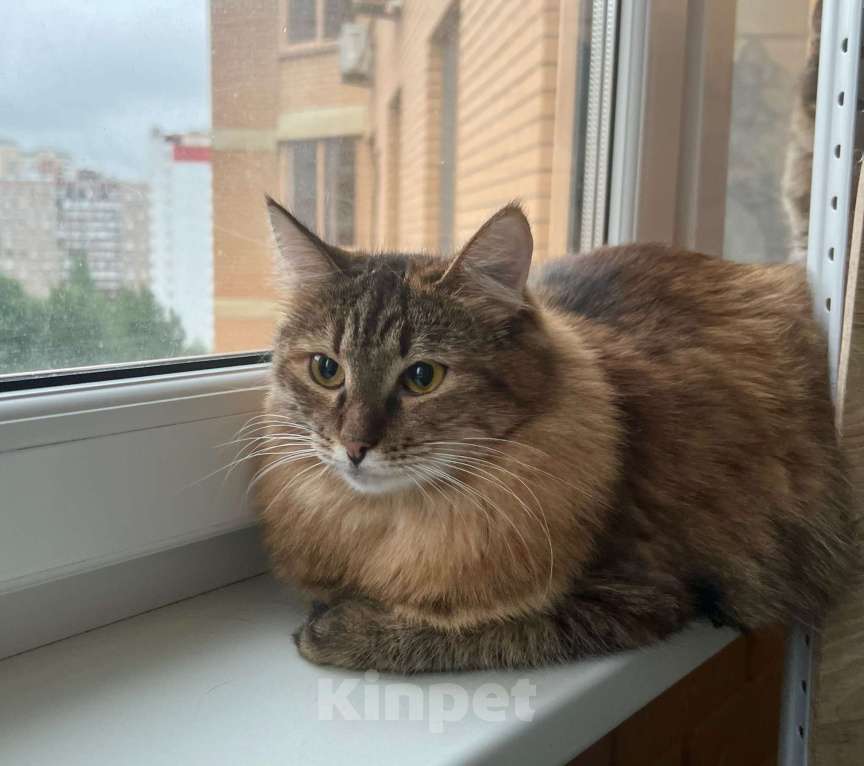 Кошки в Москве: Пушистая кошечка Маковка в добрые руки Девочка, Бесплатно - фото 2