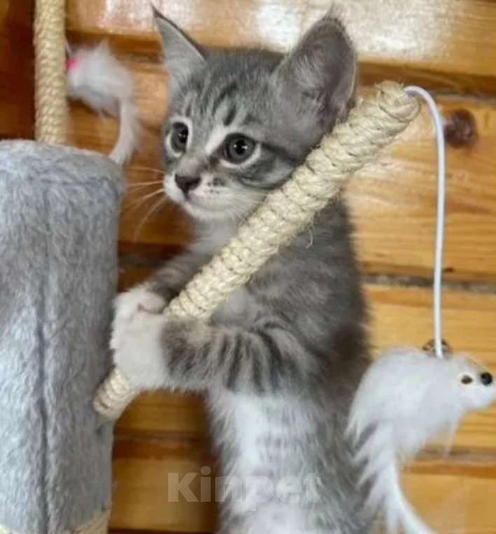 Кошки в Санкт-Петербурге: Продаю котят Девочка, 2 000 руб. - фото 4