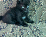 Кошки в Магнитогорске: Котята бесплатно Мальчик, Бесплатно - фото 4