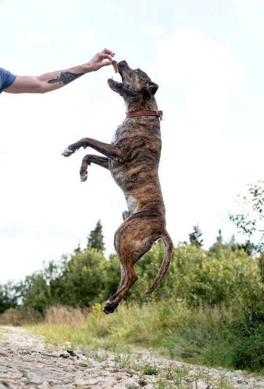 Собаки в Москве: Красавец стафф Хайдеггер в добрые руки Мальчик, 1 руб. - фото 4