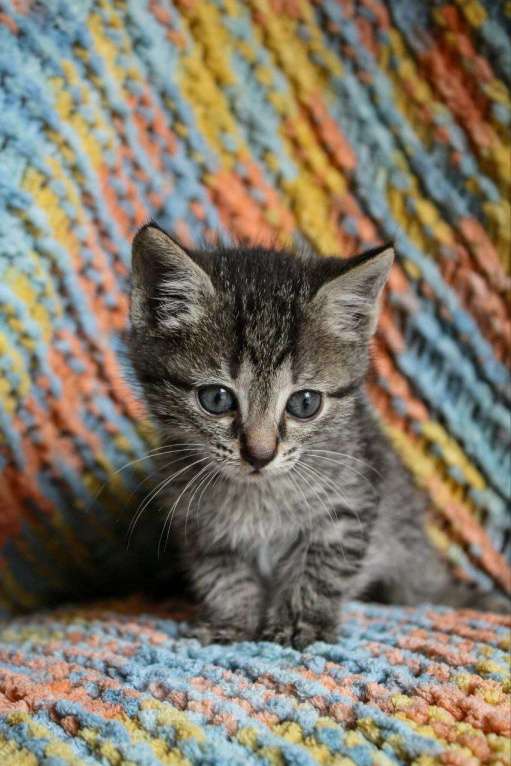 Кошки в Москве: Котенок Джульбарс ищет дом Мальчик, Бесплатно - фото 5