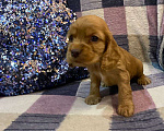 Собаки в Стерлитамаке: Щенки Мальчик, 11 000 руб. - фото 5