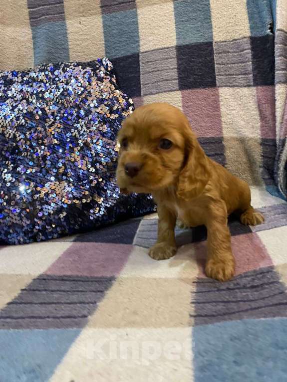 Собаки в Стерлитамаке: Щенки Мальчик, 11 000 руб. - фото 5