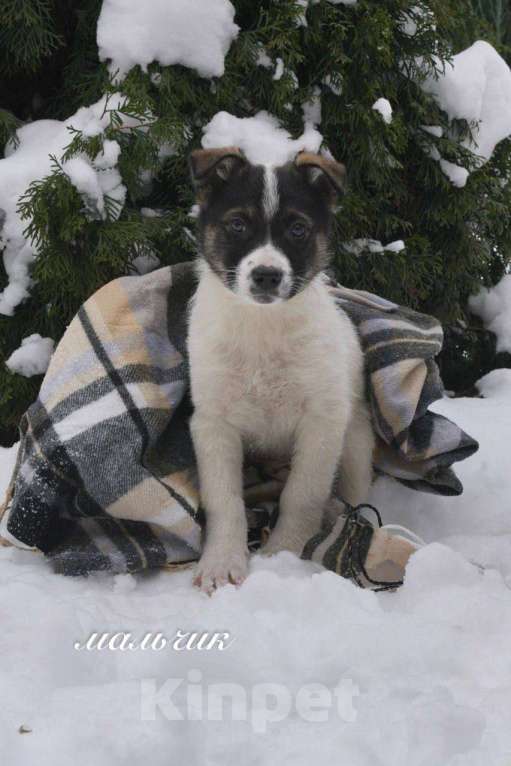 Собаки в Москве: Семь замечательных щеночков ищут дом. Девочка, Бесплатно - фото 5