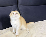 Кошки в Москве: Шотландская вислоухая кошечка Девочка, 45 000 руб. - фото 2