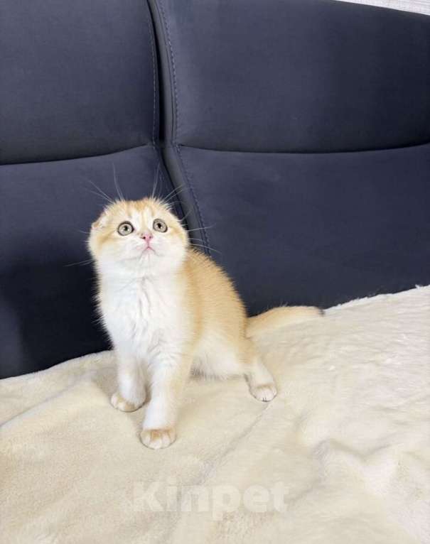 Кошки в Москве: Шотландская вислоухая кошечка Девочка, 45 000 руб. - фото 2