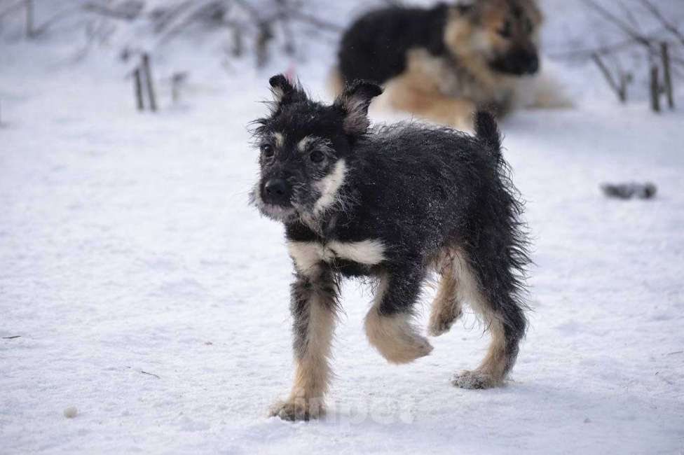 Собаки в Лосином-Петровском: Чапа якутята из ледяного подъезда Девочка, Бесплатно - фото 5