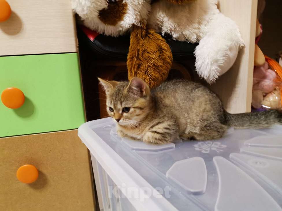 Кошки в Москве: Котята игривые британцы Мальчик, 10 000 руб. - фото 2