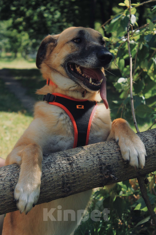 Собаки в Москве: Ласковая умница Эльза ждет хозяев Девочка, Бесплатно - фото 5