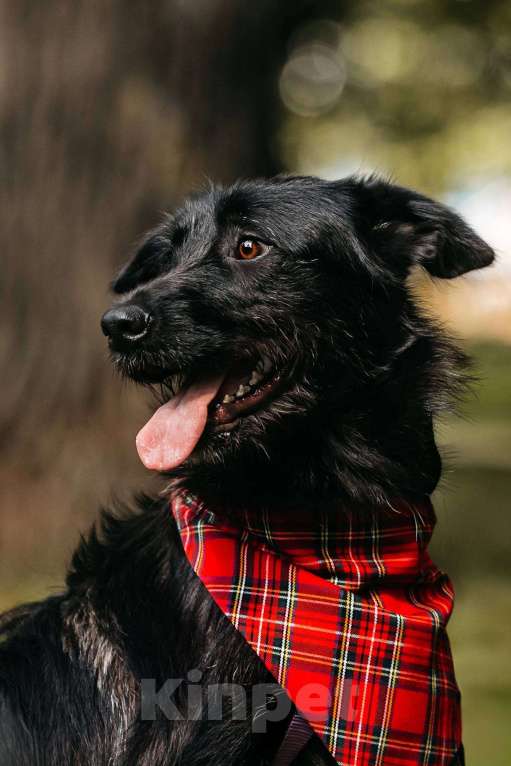 Собаки в Москве: Оскар - принц собачьего мира! Мальчик, Бесплатно - фото 5