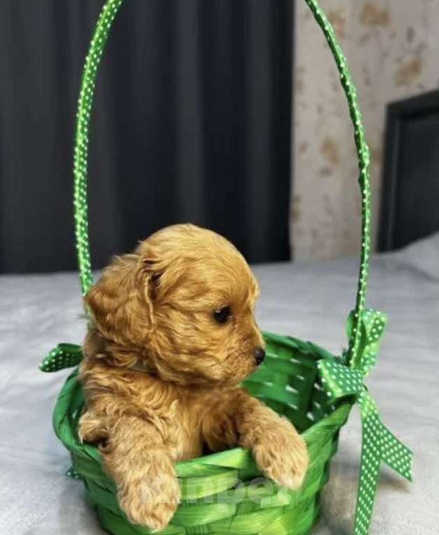 Собаки в Москве: Щенки мальтипу Девочка, 60 000 руб. - фото 6