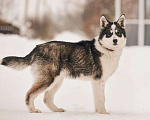 Собаки в Лосином-Петровском: Шаман якутенок Мальчик, Бесплатно - фото 1