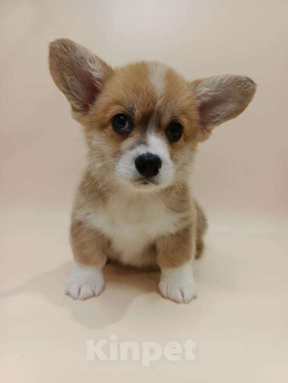 Собаки в Москве: Читос. Щенок вельш корги пемброк Мальчик, 60 000 руб. - фото 5