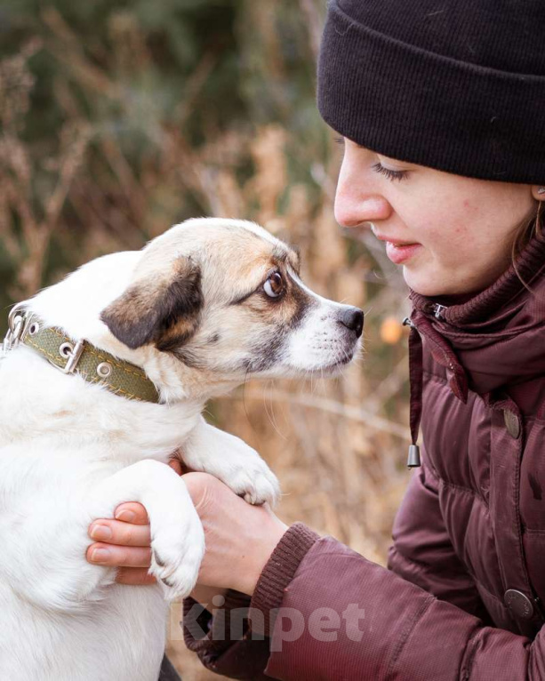 Собаки в Москве: Маленькая собачка в добрые руки Девочка, Бесплатно - фото 8