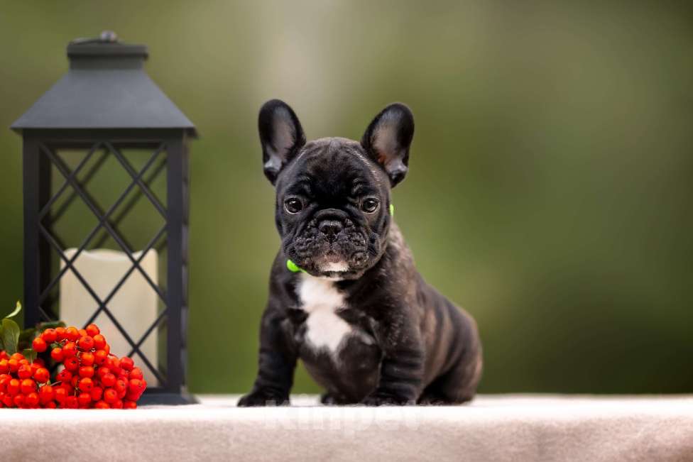 Собаки в Москве: Щенки Французского бульдога Мальчик, Бесплатно - фото 4