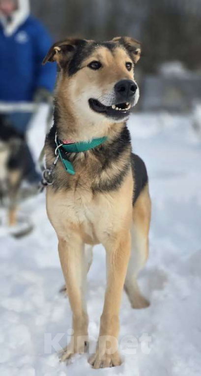 Собаки в Королеве: Марк - нежный мальчик Мальчик, Бесплатно - фото 6