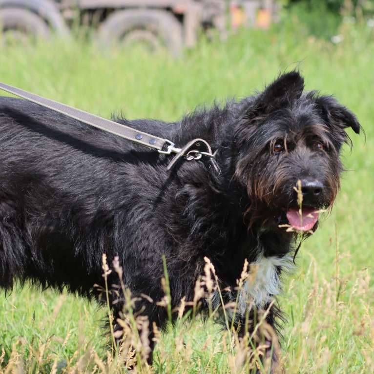 Собаки в Москве: Чёрный терьер бородатик Потап Мальчик, Бесплатно - фото 6