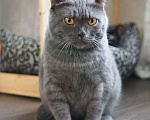 Кошки в Люберцах: Ищет дом ласковый красавец Мэйсон Мальчик, 10 руб. - фото 5