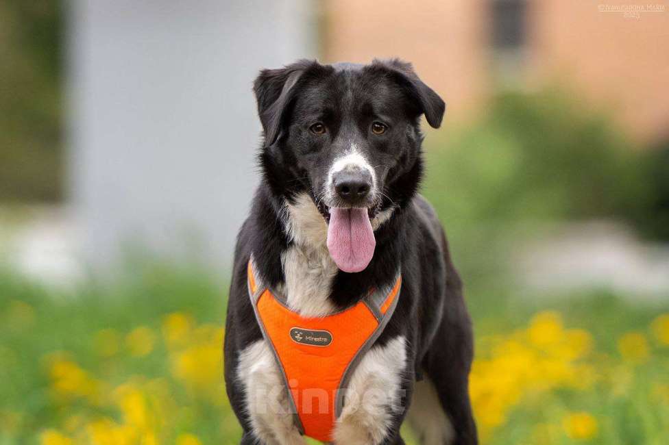 Собаки в Москве: Комета ищет семью  Девочка, Бесплатно - фото 2