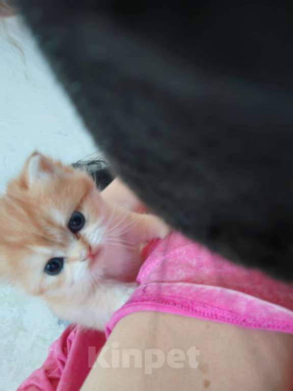 Кошки в Владивостоке: Шотландцы Разнополые, Бесплатно - фото 1